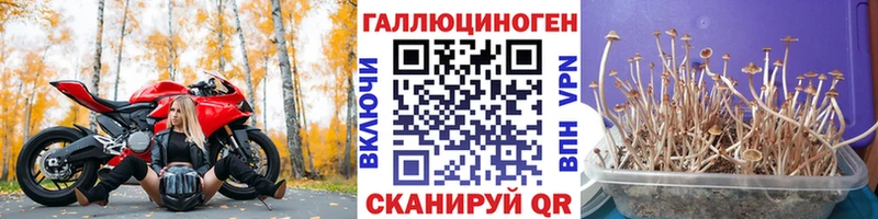 как найти   мориарти телеграм  гидра онион  Галлюциногенные грибы Psilocybine cubensis  Урень 